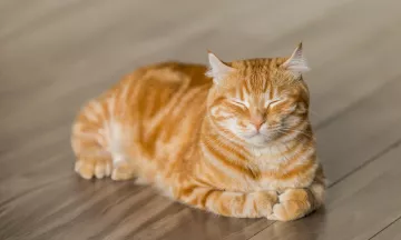 Ginger cat