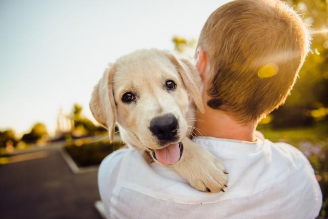 labrador puppy met de hondenoppas