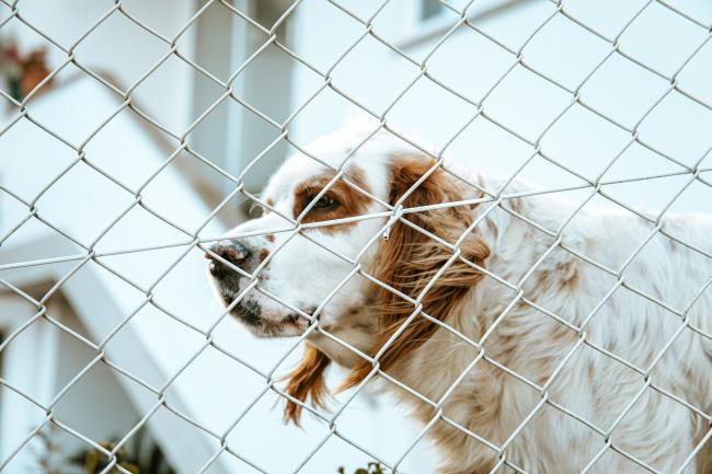 Dog in a kennel
