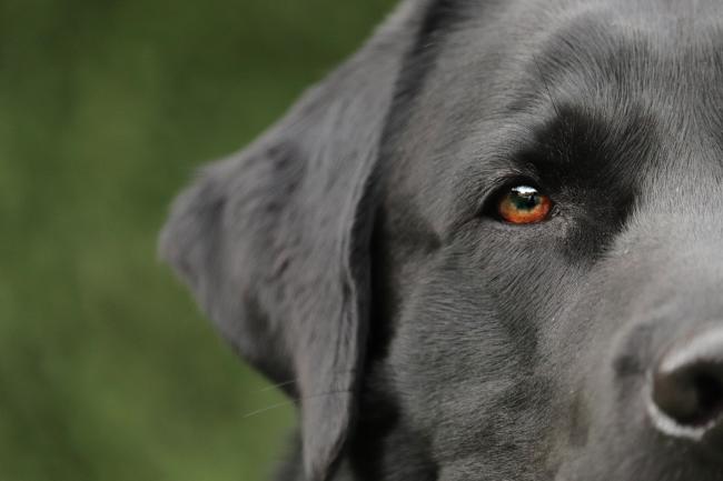 Black labrador close up