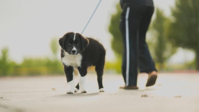Border collie puppy and dog walker