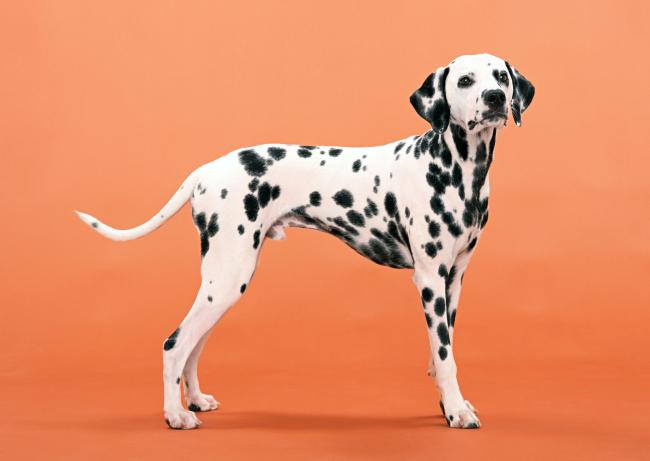 Dalmatiankoira uros seisoo katse kameraan
