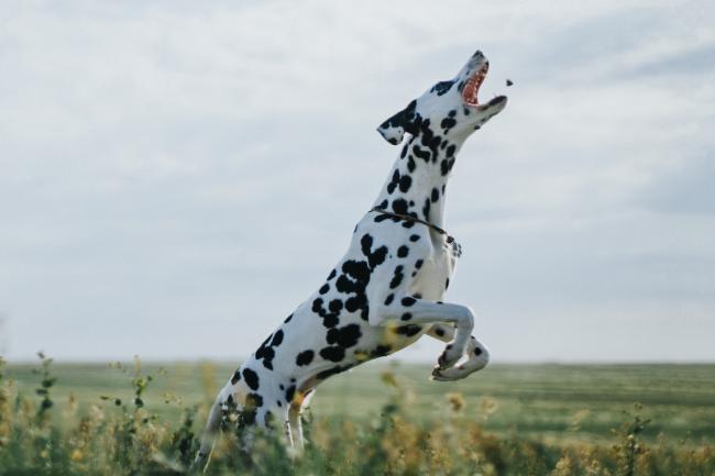 Dalmatialainen hyppää ottamaan namia ilmasta niityllä