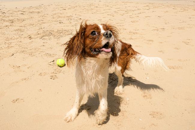 Cavalier kingcharlesinspanieli leikkii rannalla