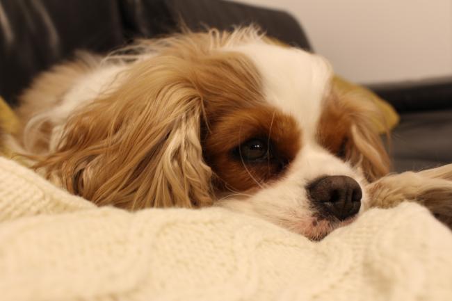 Cavalier kingcharlesinspanieli makaa sohvalla